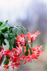 Wall Mural - Blooming houseplant Christmas cactus Schlumbergera. Close up.