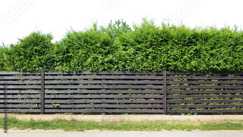 Behind a rustic wooden fence of horizontal planks, a green evergreen coniferous fence grows isolated