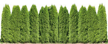 Ideal Long And High Green Fence From Evergreen Coniferous Trees Near Rural House Isolated