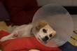 Little dog wearing collar neck in the shape of a cone