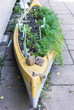 Old canoe reused as a herb garden. Shallow depth of field.