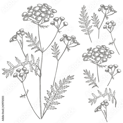 Tansy or daisy flower. Botanical illustration. Good for cosmetics, medicine, ...