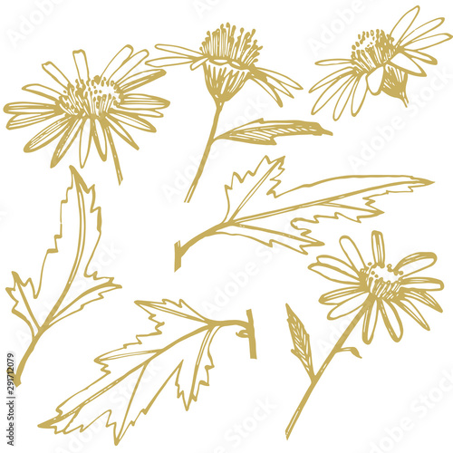 Chamomile or daisy flower. Botanical illustration. Good for cosmetics, medici...