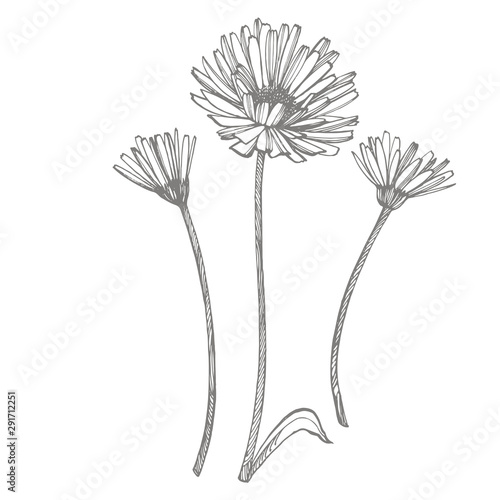 Calendula or daisy flower. Botanical illustration. Good for cosmetics, medici...