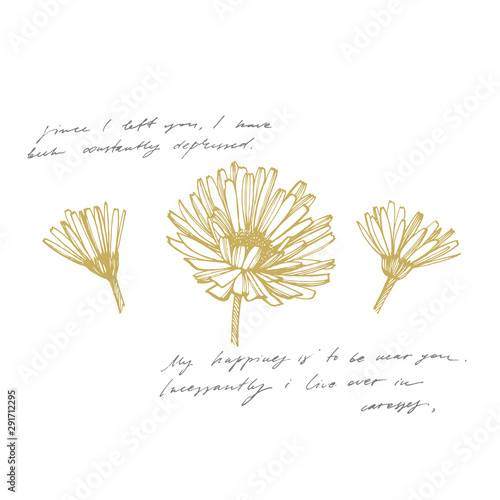 Calendula or daisy flower. Botanical illustration. Good for cosmetics, medici...