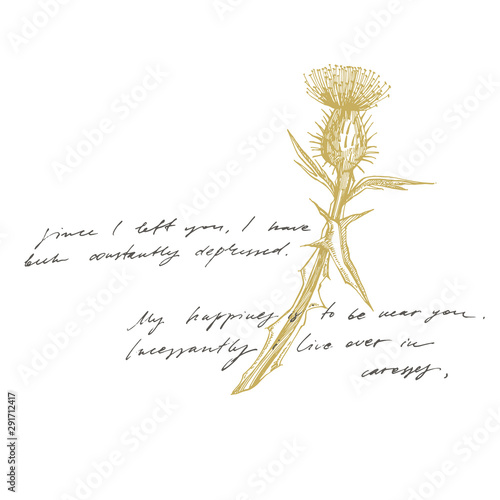 Thistle or daisy flower. Botanical illustration. Good for cosmetics, medicine...