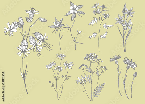 Collection of hand drawn flowers and herbs. Botanical plant illustration. Vin...