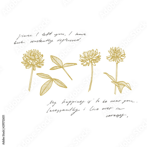 Clover plants. Botanical illustration. Good for cosmetics, medicine, treating...