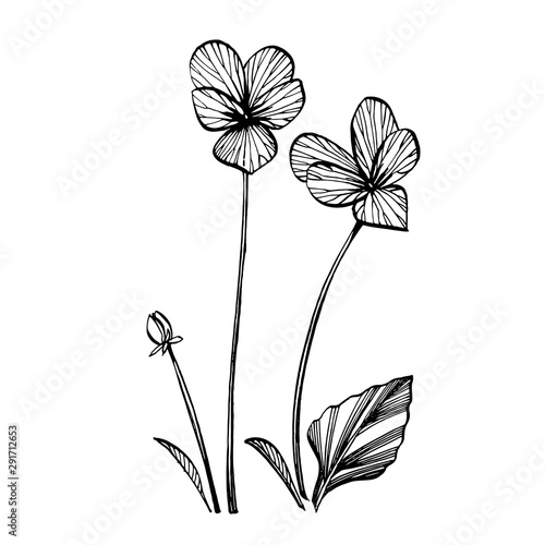 Pansy or daisy flower. Botanical illustration. Good for cosmetics, medicine, ...