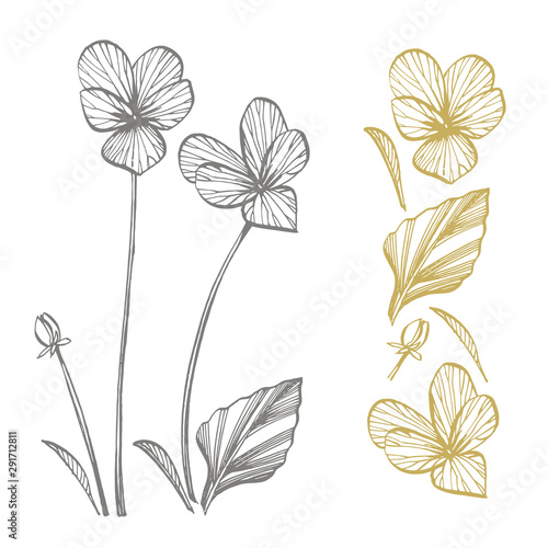 Pansy or daisy flower. Botanical illustration. Good for cosmetics, medicine, ...