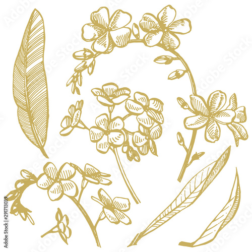Forget-me-not flowers. Botanical illustration. Good for cosmetics, medicine, ...