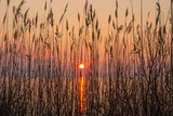 Fototapeta Natura - shoreline reeds in sunrise silhouette chesapeake bay southern maryland calvert county usa