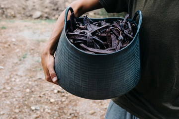 Sticker - farmer carrying a basket full of carob beans