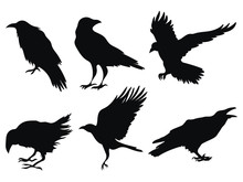 Set Of Ravens. A Collection Of Black Crows. Silhouette Of A Flying Crow. Vector Illustration Of Ravens Silhouette. Grunge Bird Tattoo.