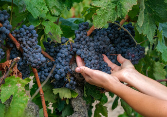 Wall Mural - Hands of a young woman with fresh delicious ripe dark blue grapes on green leaves background. Traditional collecting handmade organic fruit. Red wine grapes on vine. Autumn harvest in Spain, Catalunya