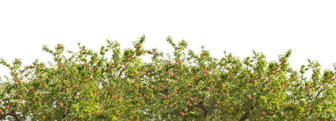 Sticker - trees with red apples isolated on white