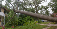 Fallen Tree Hurricane Tornado Storm Devastation.