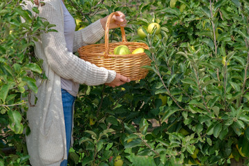 Wall Mural - Young woman holds a basket of ripe green apples Golden Delicious in the garden. Traditional collecting handmade organic fruit. Ripe fruits in orchard ready for harvesting. Harvesting fruits.