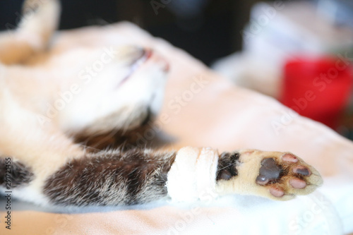 preparing cat for neutering