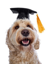 Head Shot Of Sweet Young Adult Female Silky Labradoodle Wearing Black Graduation Hat, Looking Cross Eyed To Swinging Yellow Tassel With Brown Eyes. Isolated On White Background. Mouth Open.