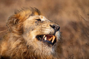 Wall Mural - roaring male lion in kruger park south africa