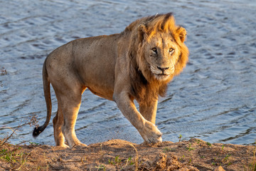 Poster - male lion in kruger park south africa near the pool