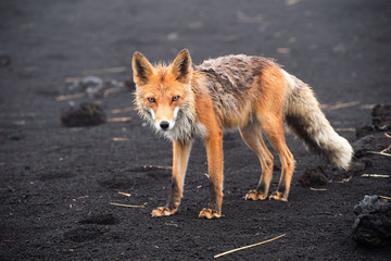 Wall Mural - wild red fox (vulpes vulpes beringiana) standing on black sand. kamchatka peninsula, russia
