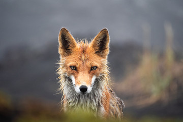 Wall Mural - wild red fox (vulpes vulpes beringiana) standing on black sand. kamchatka peninsula, russia