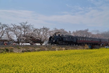 Wall Mural - 真岡鐡道　蒸気機関車