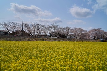 Wall Mural - 桜と菜の花　真岡鐡道