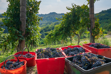 Corbe piene d'uva dopo la vendemmia. Piemonte, Italia.