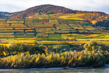 Autumn Vineyards, Wachau Valley, Lower Austria, Austria