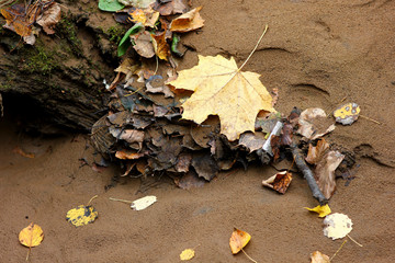 fallen maple leaf on the shore of a forest lake