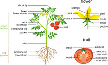 Parts Of Plant. Morphology Of Tomato Plant With Green Leaves, Red Fruits, Yellow Flowers And Root System Isolated On White Background With Titles