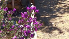 Purple Flowers On Wooden Fence 