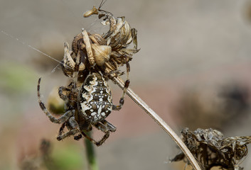 garden spider