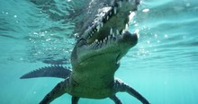 Swimming Crocodile, Slow Motion