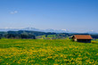 © Westend61 - Yellow countryside meadow with mountains in distant background,†Marktoberdorf, Bavaria, Germany