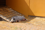 Fototapeta Tęcza - Pig sleeping outside in the sun looking happy and relaxed