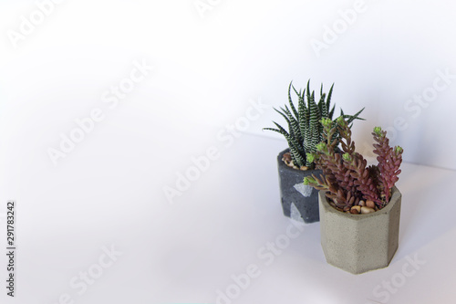 Succulents In Concrete Flower Pots Top View Indoor Plants Isolated On A White Background Copy Space Web Banner For Design Buy This Stock Photo And Explore Similar Images At Adobe Stock