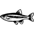 Hand Sketched Minnow Fish Vector
