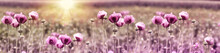 Poppy Flower, Purple Poppy Flower At Sunset In Meadow
