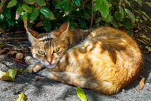 Homeless Ginger Cat With Orange-green Eyes Lies On The Street In The Shade Under The Plants