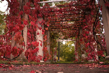 Natural Background Red Leaves On Vines Of Decorative Grapes Entwining An Open Street Arbor Over A Dirt Path. A Beautiful Place To Relax In Nature On A Weekend In The Fall.