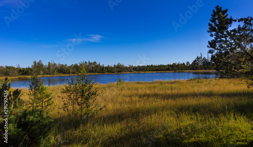 Fotografía Raised bog of the Wildsee at Kaltenbronn, Northern Black Forest, Germany, with birch trees and small pines, territory Bad Wildbad and Gernsbach