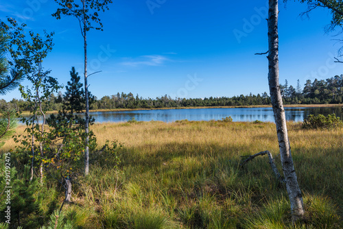 Cuadros en Lienzo Raised bog of the Wildsee at Kaltenbronn, Northern Black Forest, Germany, with birch trees and small pines, territory Bad Wildbad and Gernsbach
