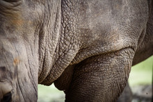 Rhino Skin, Texture Of Rhino Skin For Background
