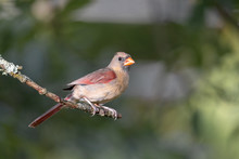 Young Female Northern American Cardinal Sitting On Tree Branch