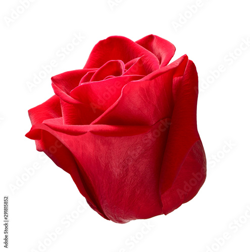 flower rose petal blossom red nature beautiful background