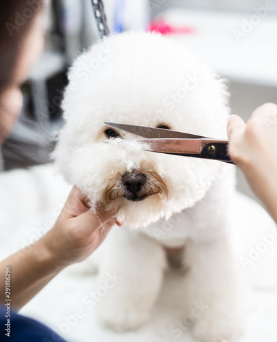 Barboncino Bianco Riceve Una Toelettatura Professionale Con Un lio A Forbici Buy This Stock Photo And Explore Similar Images At Adobe Stock Adobe Stock